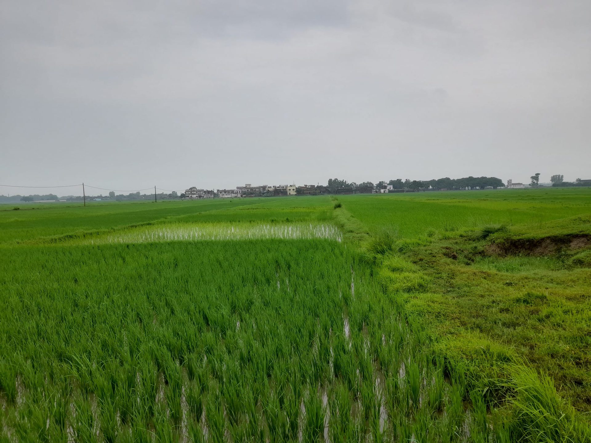 the villages of Siddharth Nagar / paddy fields